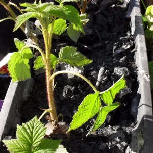 Prelude Red Raspberry Plant - Live Everbearing Bush - Zones 4-7 - Image 5
