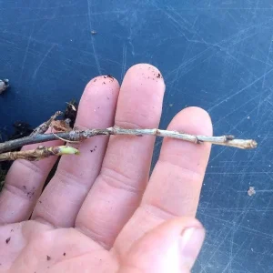 Prelude Red Raspberry Plant - Live Everbearing Bush - Zones 4-7 - Image 7