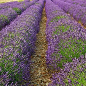 Provence Lavender Live Plant, Set of 2, 4-6