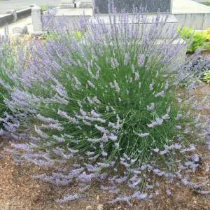 Provence Lavender Live Plant, Set of 2, 4-6