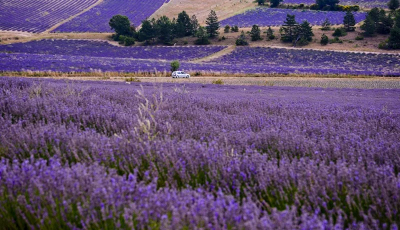 Provence Lavender Live Plant, Set of 2, 4-6" Tall, Bare Root, Outdoor - Image 1