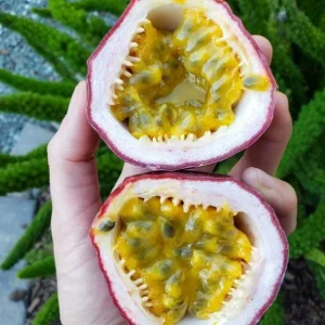 Purple Passion Fruit Live Plant - Passiflora Edulis Vine Starter, 4-6