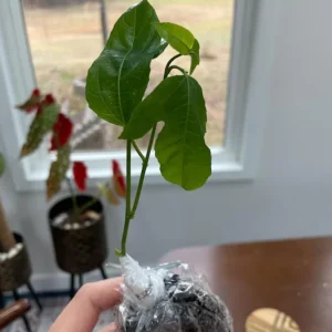 Purple Passion Fruit Live Plant - Passiflora Edulis Vine Starter, 4-6