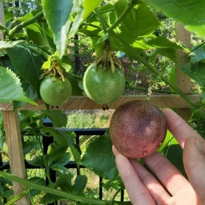 Purple Passion Fruit Live Plant - Passiflora Edulis Vine Starter, 4-6