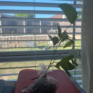 Purple Passionfruit Live Plant Set - 2 Pack, 4-6