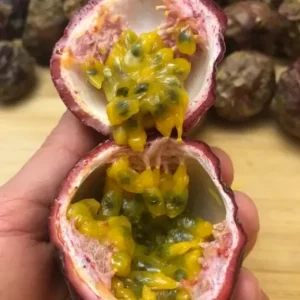 Purple Passionfruit Live Plant Set - 2 Pack, 4-6