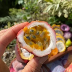 Purple Passionfruit Live Plant Set - 2 Pack, 4-6