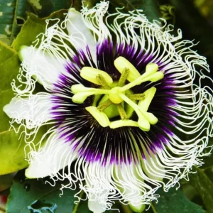 Purple Possum Passionflower Live Plant – Edible Fruit Vine – 4-6