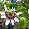 Purple Possum Passionflower Live Plant – Edible Fruit Vine – 4-6" Tall – Outdoor - Image 1