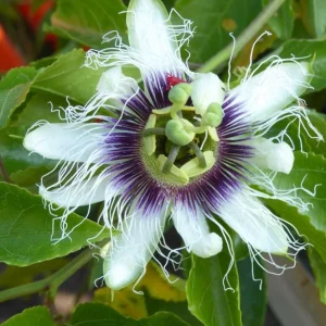 Purple Possum Passionflower Live Plant – Edible Fruit Vine – 4-6