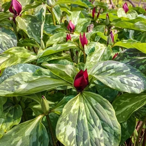 Purple Prairie Trillium Bulbs - 5 Pack Native Wildflower, Hardy Zones 4-9 - Image 2
