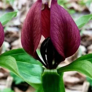 Purple Prairie Trillium Bulbs - 5 Pack Native Wildflower, Hardy Zones 4-9 - Image 1