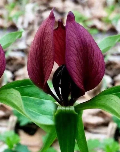 Purple Prairie Trillium Bulbs - 5 Pack Native Wildflower, Hardy Zones 4-9 - Image 1