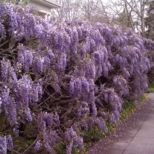 Purple Wisteria Live Plant - 3 Inch Pot - Fragrant Flowering Vine - Image 2