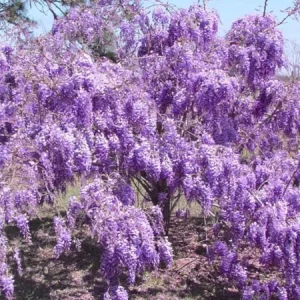Purple Wisteria Live Plant - 3 Inch Pot - Fragrant Flowering Vine - Image 3