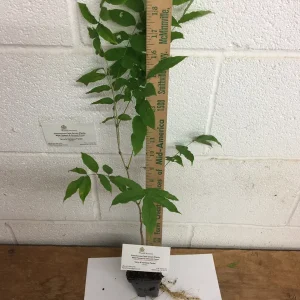 Purple Wisteria Live Plant - 3 Inch Pot - Fragrant Flowering Vine - Image 4