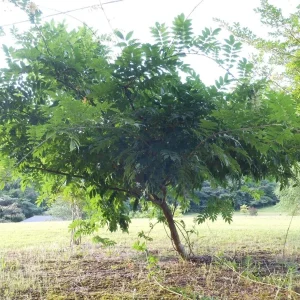 Purple Wisteria Live Plant - 3 Inch Pot - Fragrant Flowering Vine - Image 5