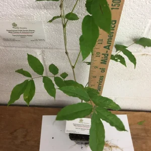 Purple Wisteria Live Plant - 3 Inch Pot - Fragrant Flowering Vine - Image 6