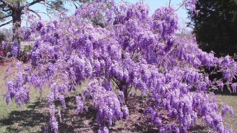 Purple Wisteria Live Plant - Fragrant Flowering Vine, 3 Inch Pot, Zones 4-9 - Image 3