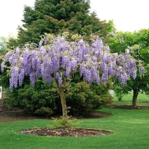 Purple Wisteria Live Plant - Fragrant Flowering Vine, 3 Inch Pot, Zones 4-9 - Image 1