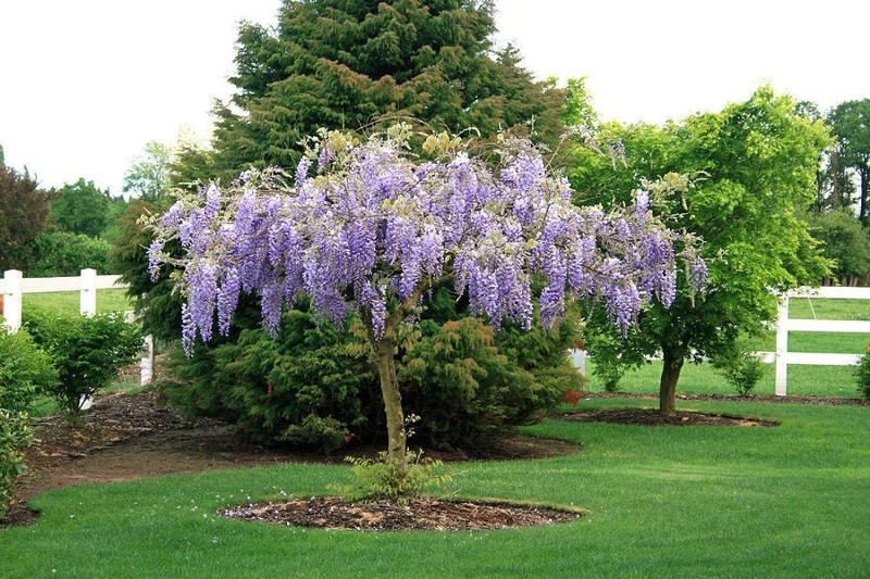 Purple Wisteria Live Plant - Fragrant Flowering Vine, 3 Inch Pot, Zones 4-9 - Image 1