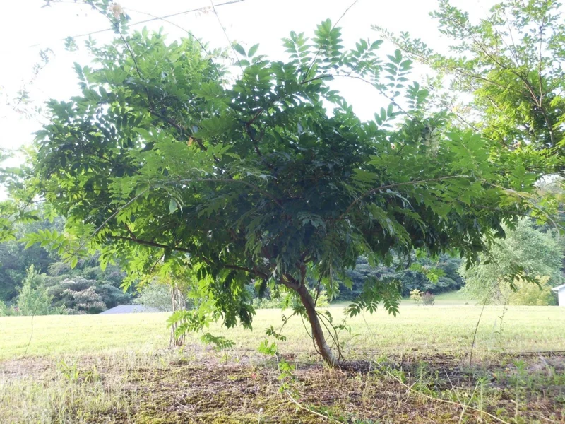 Purple Wisteria Live Plant - Fragrant Flowering Vine, 3 Inch Pot, Zones 4-9 - Image 5