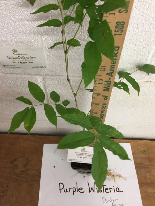 Purple Wisteria Live Plant - Fragrant Flowering Vine, 3 Inch Pot, Zones 4-9 - Image 6