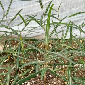 Queensland Bottle Tree Live Plant - Brachychiton Rupestris - 4 inch Nursery Pot - Image 2