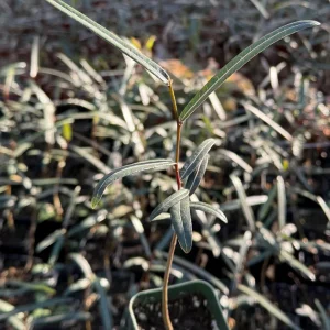 Queensland Bottle Tree Live Plant - Brachychiton Rupestris - 4 inch Nursery Pot - Image 1