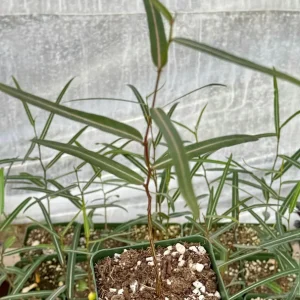 Queensland Bottle Tree Live Plant - Brachychiton Rupestris - 4 inch Nursery Pot - Image 3