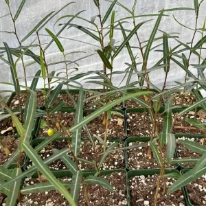 Queensland Bottle Tree Live Plant - Brachychiton Rupestris - 4 inch Nursery Pot - Image 5