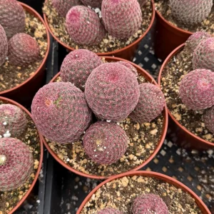 Rainbow Cactus Live Plant - Echinocereus rigidissimus Hedgehog Cactus Cluster, 4 inch Pot, Indoor/Outdoor - Image 2