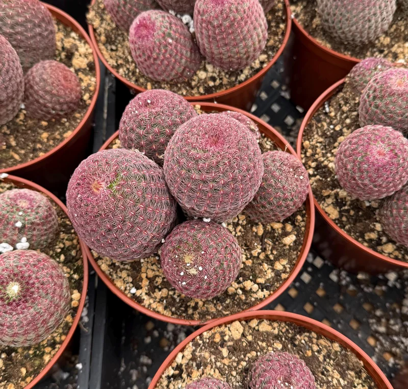 Rainbow Cactus Live Plant - Echinocereus rigidissimus Hedgehog Cactus Cluster, 4 inch Pot, Indoor/Outdoor - Image 2