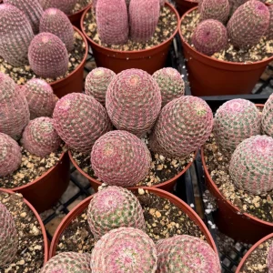 Rainbow Cactus Live Plant - Echinocereus rigidissimus Hedgehog Cactus Cluster, 4 inch Pot, Indoor/Outdoor - Image 3