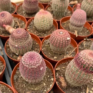 Rainbow Cactus Live Plant - Echinocereus rigidissimus Hedgehog Cactus Cluster, 4 inch Pot, Indoor/Outdoor - Image 4