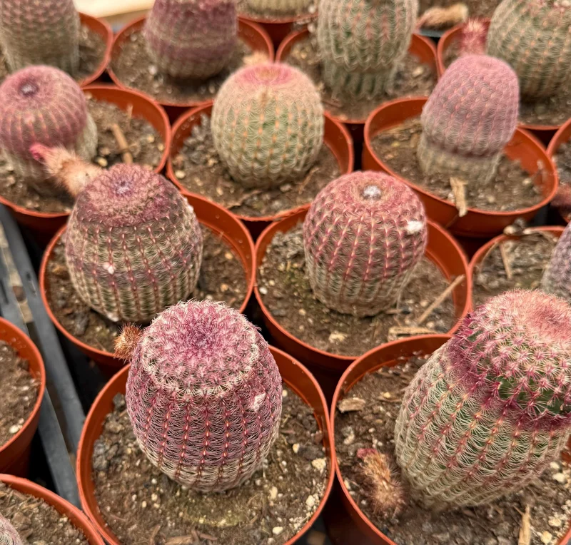 Rainbow Cactus Live Plant - Echinocereus rigidissimus Hedgehog Cactus Cluster, 4 inch Pot, Indoor/Outdoor - Image 4