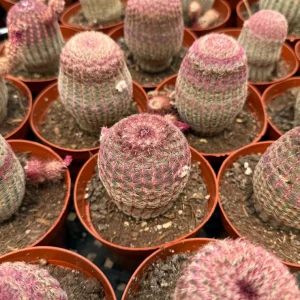 Rainbow Cactus Live Plant - Echinocereus rigidissimus Hedgehog Cactus Cluster, 4 inch Pot, Indoor/Outdoor - Image 5