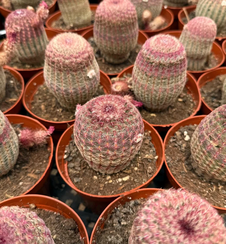 Rainbow Cactus Live Plant - Echinocereus rigidissimus Hedgehog Cactus Cluster, 4 inch Pot, Indoor/Outdoor - Image 5
