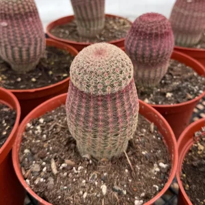 Rainbow Cactus Live Plant - Echinocereus rigidissimus Hedgehog Cactus Cluster, 4 inch Pot, Indoor/Outdoor - Image 6