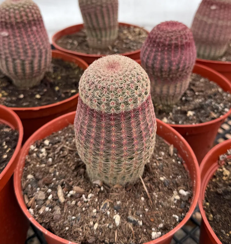 Rainbow Cactus Live Plant - Echinocereus rigidissimus Hedgehog Cactus Cluster, 4 inch Pot, Indoor/Outdoor - Image 6
