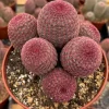 Rainbow Cactus Live Plant - Echinocereus rigidissimus Hedgehog Cactus Cluster, 4 inch Pot, Indoor/Outdoor - Image 1