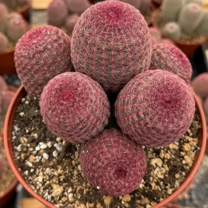 Rainbow Cactus Live Plant - Echinocereus rigidissimus Hedgehog Cactus Cluster, 4 inch Pot, Indoor/Outdoor - Image 1