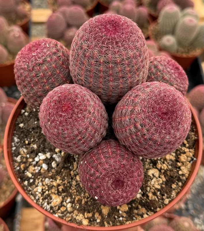 Rainbow Cactus Live Plant - Echinocereus rigidissimus Hedgehog Cactus Cluster, 4 inch Pot, Indoor/Outdoor - Image 1