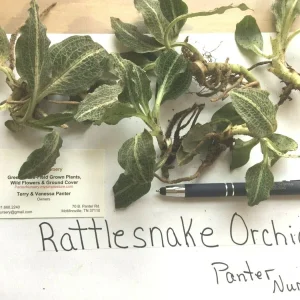 Rattlesnake Orchid Live Plant – 5 Root Systems, Hardy Zones 4-8, Outdoor - Image 2