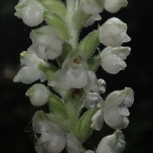 Rattlesnake Orchid Live Plant – 5 Root Systems, Hardy Zones 4-8, Outdoor - Image 3