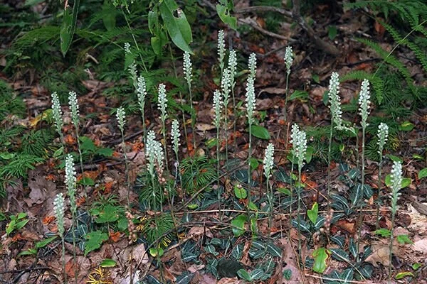 Rattlesnake Orchid Live Plant – 5 Root Systems, Hardy Zones 4-8, Outdoor - Image 4