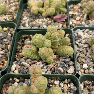 Rattlesnake Tail Crassula Columella Live Succulent Plant 4