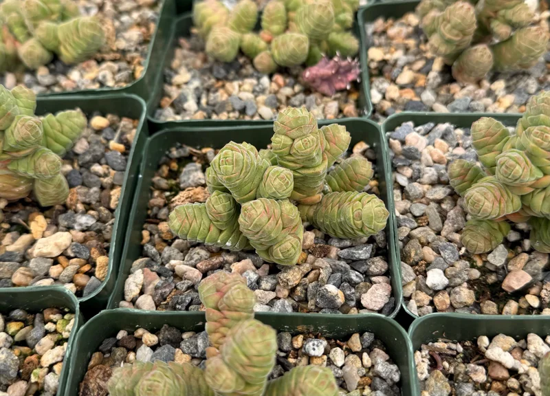 Rattlesnake Tail Crassula Columella Live Succulent Plant 4" Pot - Image 2