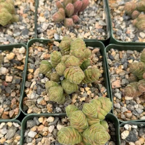 Rattlesnake Tail Crassula Columella Live Succulent Plant 4