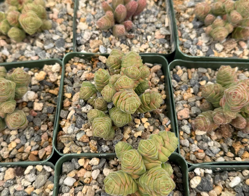 Rattlesnake Tail Crassula Columella Live Succulent Plant 4" Pot - Image 3